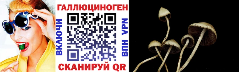 Купить где Красный Кут Галлюциногенные грибы Psilocybe